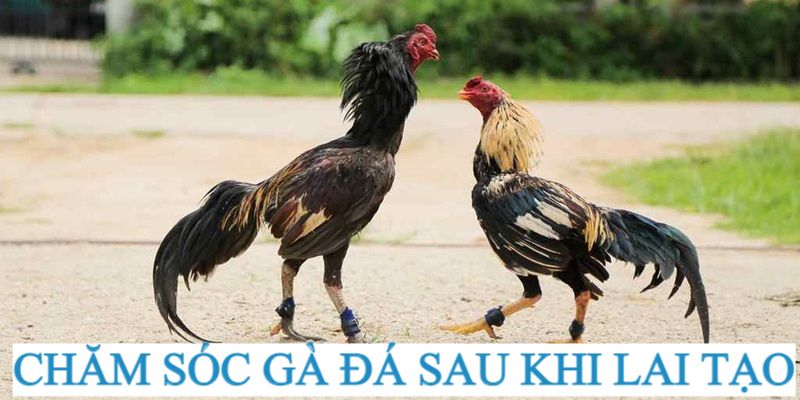 Cách đổ gà đá - Cách chăm sóc gà sau khi đổ thành công