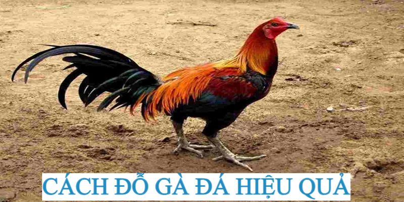 Giới thiệu về cách đổ gà chọi