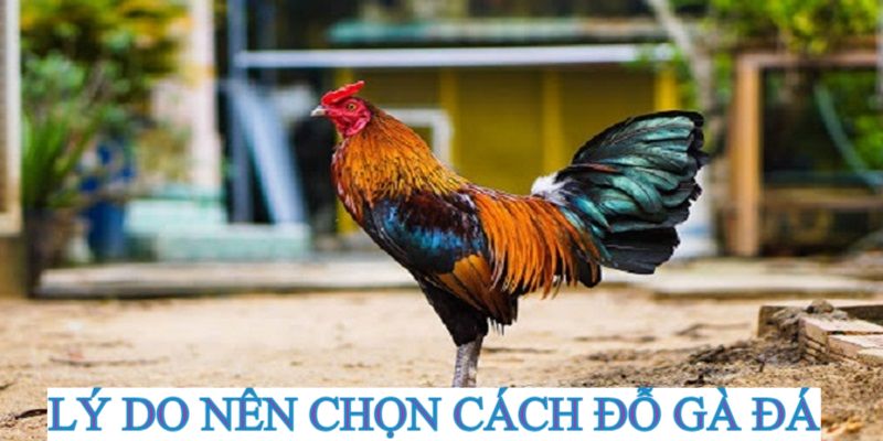 Đổ gà đá tạo ra những gen tốt