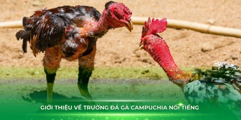 Giới thiệu về trường đá gà Campuchia nổi tiếng hiện nay