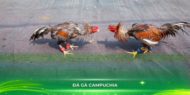 Cách tham gia vào nền tảng 888B để cá cược đá gà Campuchia